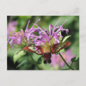 Hummingbird Moth Briefkaart (Voorkant)