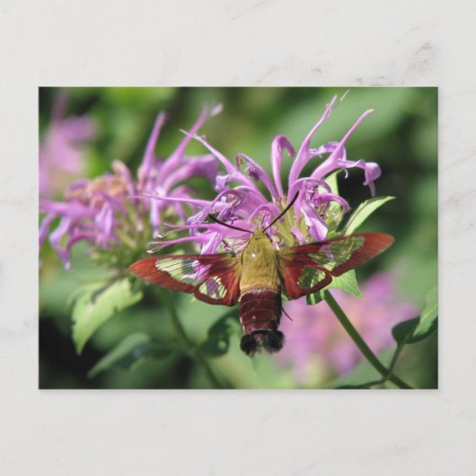 Hummingbird Moth Briefkaart (Voorkant)