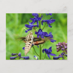 Hummingbird moth briefkaart