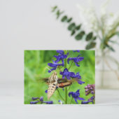 Hummingbird moth briefkaart (Staand voorkant)