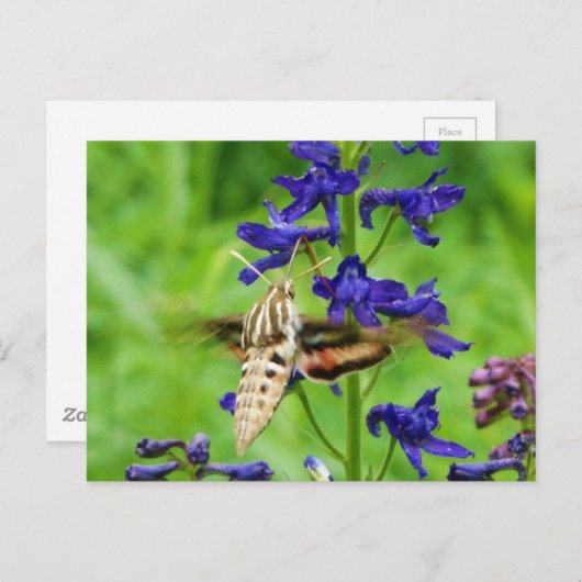 Hummingbird moth briefkaart (Voorkant / Achterkant)