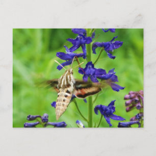 Hummingbird moth briefkaart