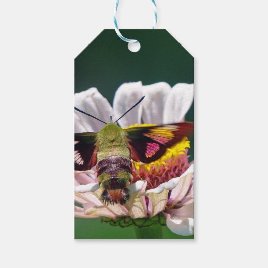 Hummingbird Moth Cadeaulabel (Voorkant)