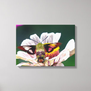 Hummingbird Moth Canvas Afdruk