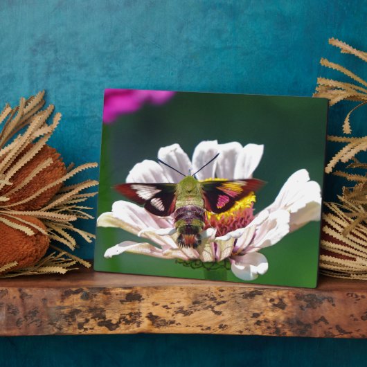 Hummingbird Moth Fotoplaat (Zijkant)