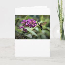 Hummingbird Moth, kaart