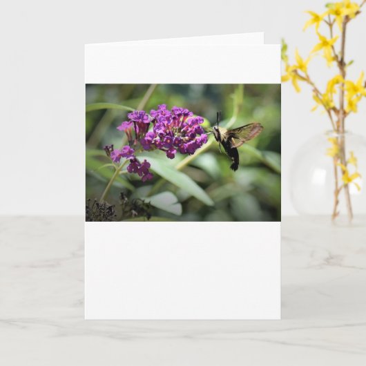Hummingbird Moth, kaart (Gele Bloem)
