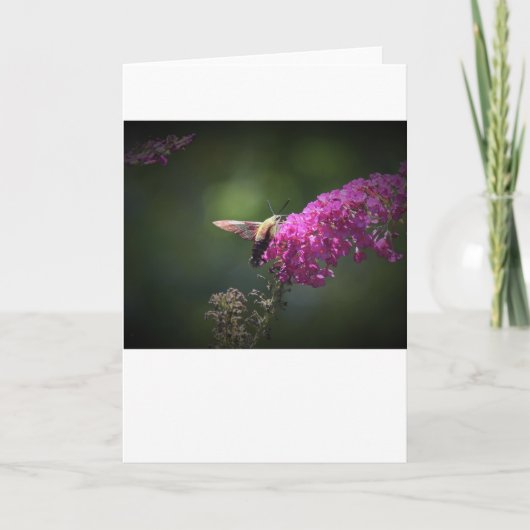 Hummingbird Moth, kaart (Voorkant)