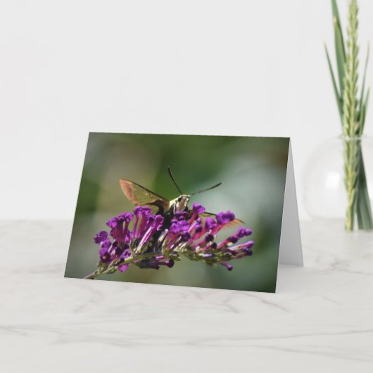 Hummingbird Moth, kaart (Voorkant)