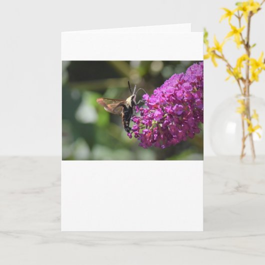 Hummingbird Moth, kaart (Gele Bloem)