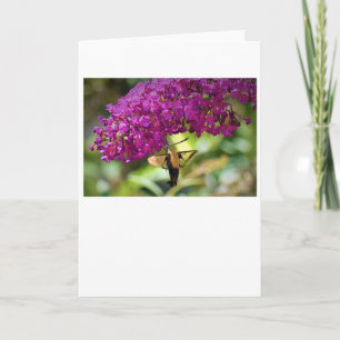 Hummingbird Moth, kaart