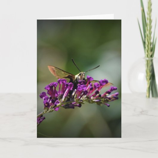 Hummingbird Moth, kaart (Voorkant)