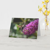 Hummingbird Moth, kaart (Gele Bloem)