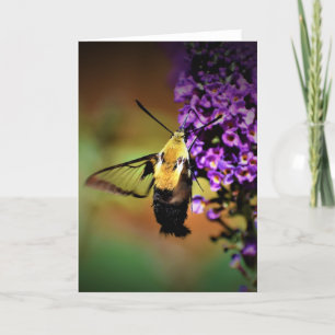 Hummingbird Moth, kaart