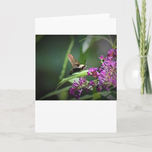 Hummingbird Moth, kaart (Voorkant)