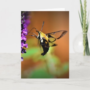 Hummingbird Moth, kaart