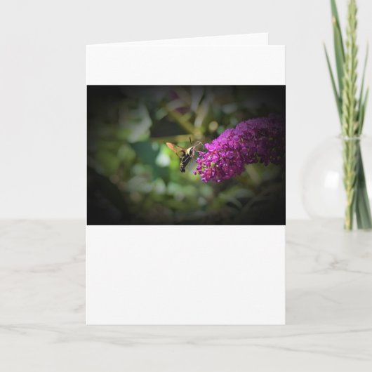 Hummingbird Moth, kaart (Voorkant)