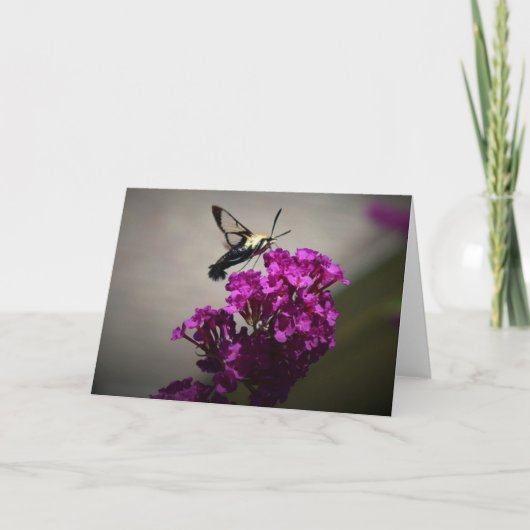 Hummingbird Moth, kaart (Voorkant)