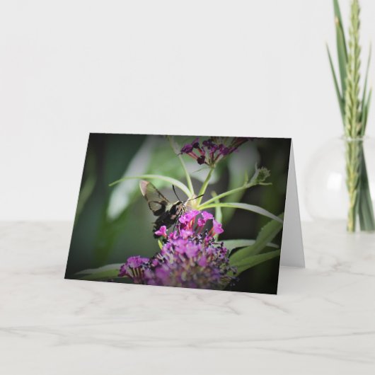 Hummingbird Moth, kaart (Voorkant)