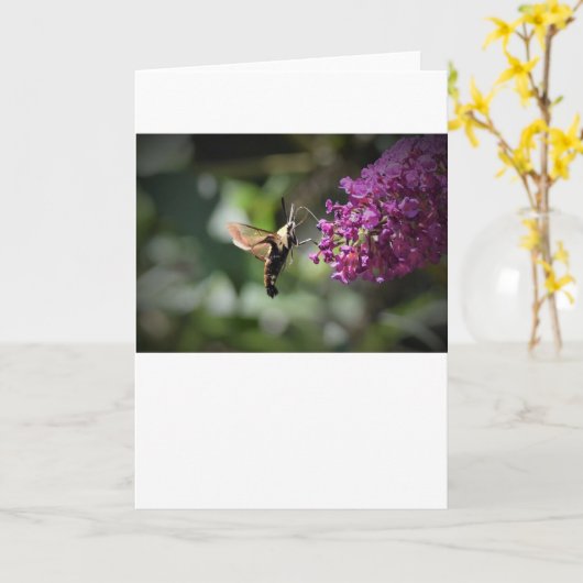 Hummingbird Moth, kaart (Gele Bloem)