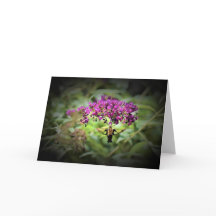 Hummingbird Moth, kaart