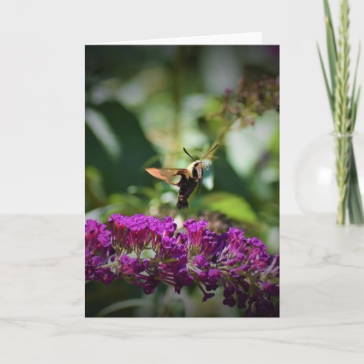 Hummingbird Moth, kaart (Voorkant)