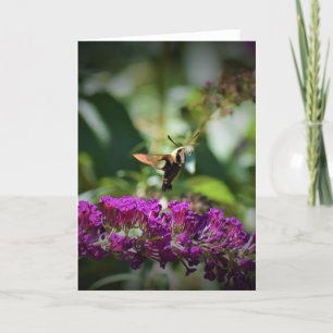 Hummingbird Moth, kaart