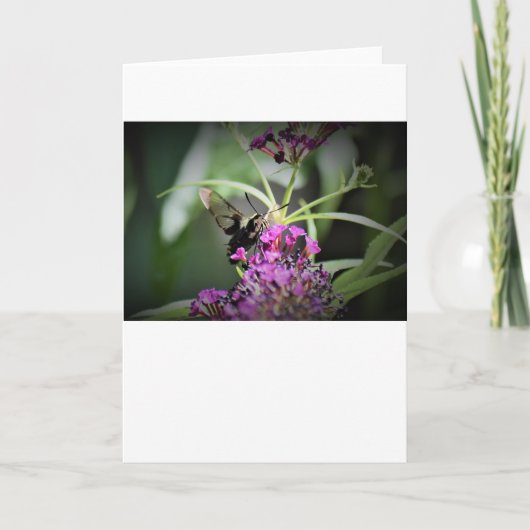 Hummingbird Moth, kaart (Voorkant)