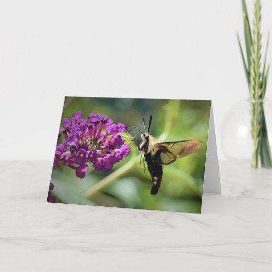 Hummingbird Moth, kaart (Voorkant)
