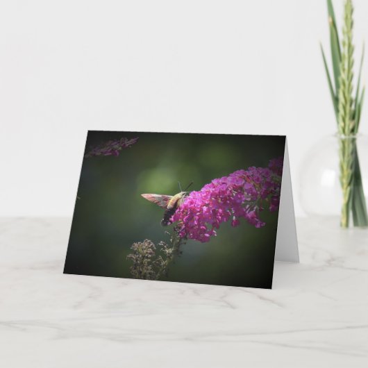 Hummingbird Moth, kaart (Voorkant)