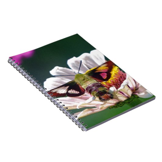 Hummingbird Moth Notitieboek (Rechterzijde)