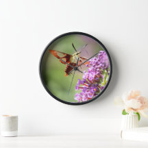 Hummingbird Moth on a Butterfly Struik