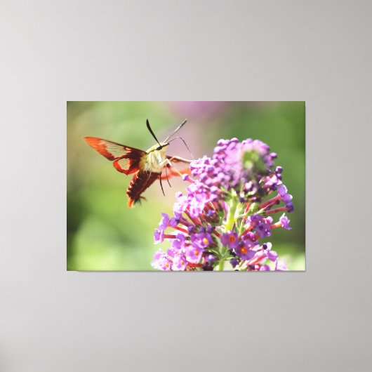 Hummingbird Moth on a Butterfly Struik Canvas Afdruk (Voorkant)