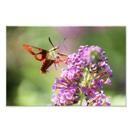 Hummingbird Moth on a Butterfly Struik Foto Afdruk