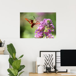 Hummingbird Moth on a Butterfly Struik Poster