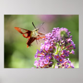 Hummingbird Moth on a Butterfly Struik Poster (Voorkant)
