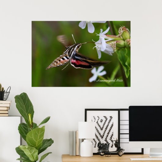 Hummingbird Moth Poster (Thuiskantoor)