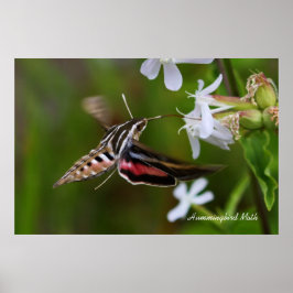 Hummingbird Moth Poster