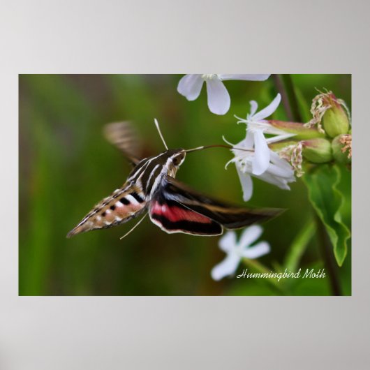 Hummingbird Moth Poster (Voorkant)