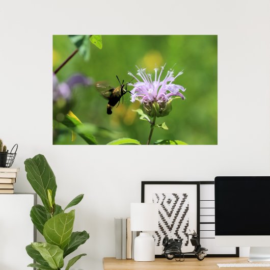 Hummingbird Moth Poster (Thuiskantoor)