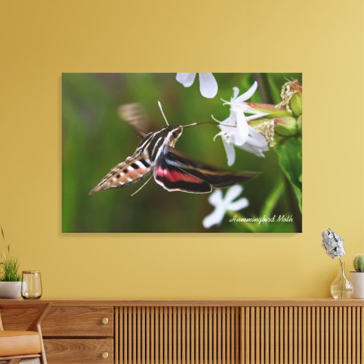 Hummingbird Moth Premium Wrapped Canvas (Insitu (Woonkamer))