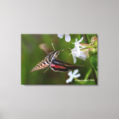 Hummingbird Moth Premium Wrapped Canvas (Voorkant)