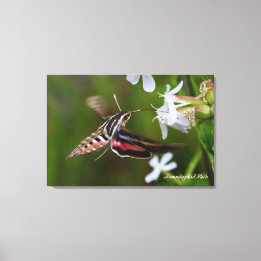Hummingbird Moth Premium Wrapped Canvas Afdruk