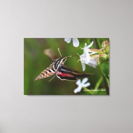 Hummingbird Moth Premium Wrapped Canvas Afdruk