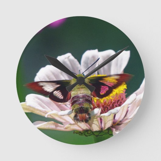 Hummingbird Moth Ronde Klok (Voorkant)