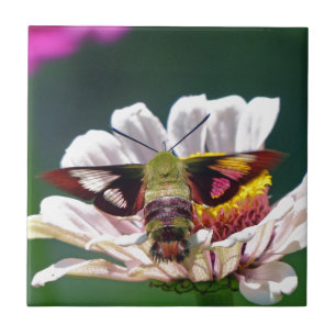 Hummingbird Moth Tegeltje