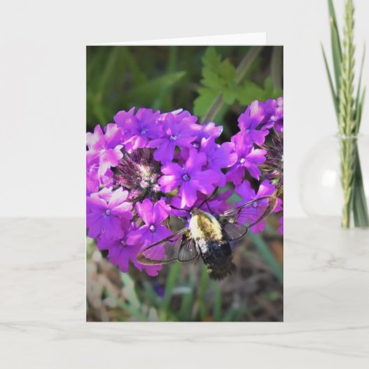 Hummingbird Moth & Verbena, kaart (Voorkant)