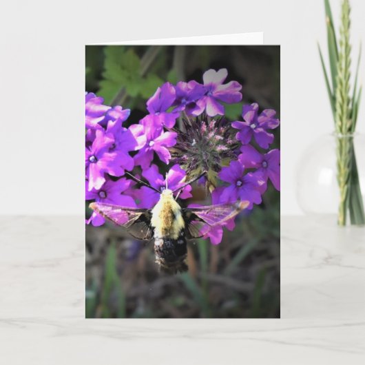 Hummingbird Moth & Verbena, kaart (Voorkant)