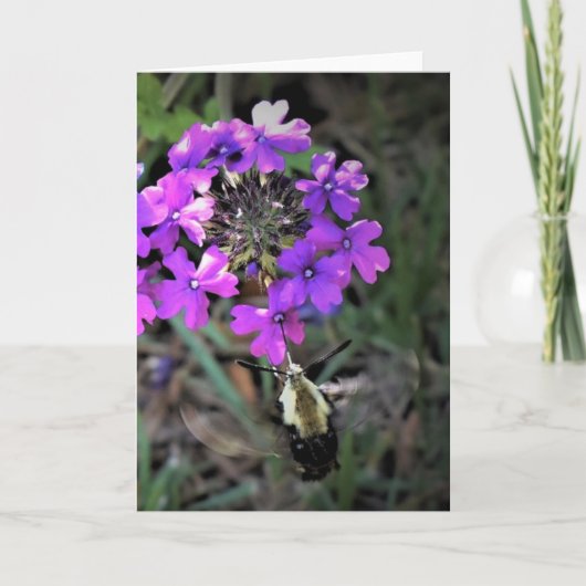 Hummingbird Moth & Verbena, kaart (Voorkant)