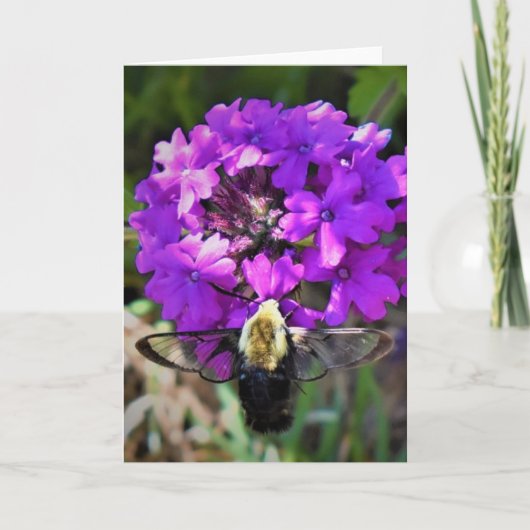 Hummingbird Moth & Verbena, kaart (Voorkant)